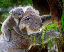 Koalas Are So Cute!